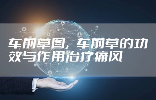 车前草图，车前草的功效与作用治疗痛风