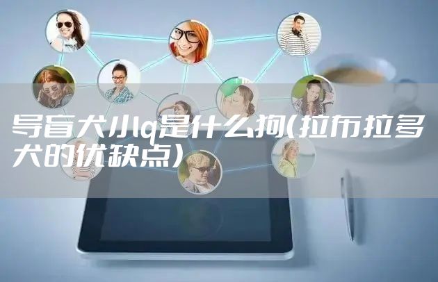 导盲犬小q是什么狗（拉布拉多犬的优缺点）