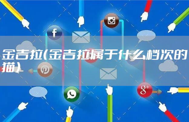 金吉拉（金吉拉属于什么档次的猫）