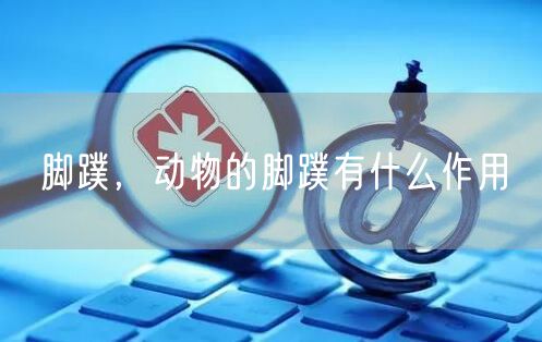 脚蹼，动物的脚蹼有什么作用