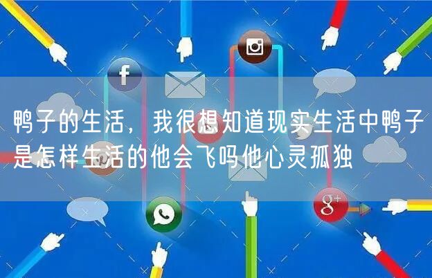 鸭子的生活，我很想知道现实生活中鸭子是怎样生活的他会飞吗他心灵孤独