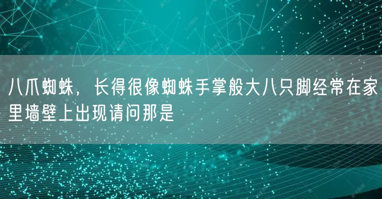 八爪蜘蛛，长得很像蜘蛛手掌般大八只脚经常在家里墙壁上出现请问那是