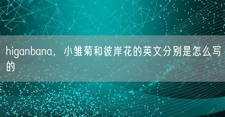 higanbana，小雏菊和彼岸花的英文分别是怎么写的