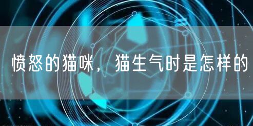 愤怒的猫咪，猫生气时是怎样的