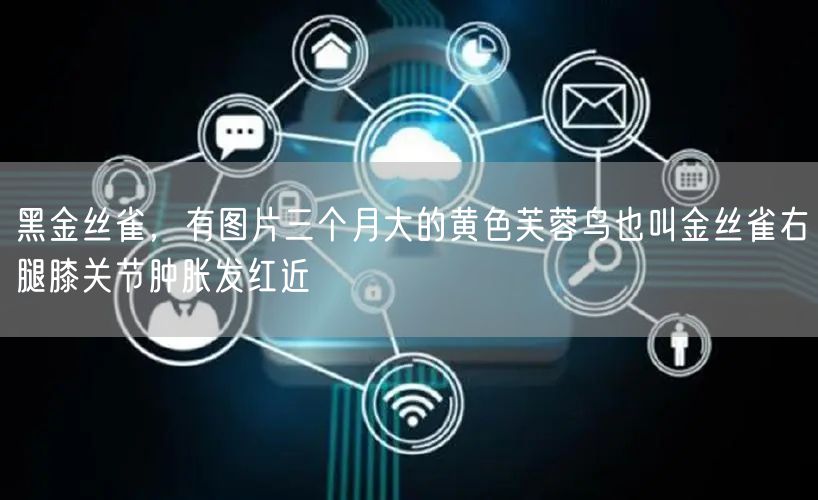 黑金丝雀，有图片三个月大的黄色芙蓉鸟也叫金丝雀右腿膝关节肿胀发红近