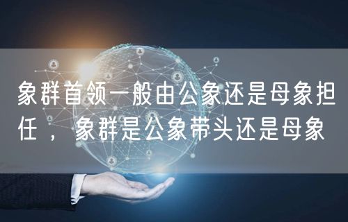 象群首领一般由公象还是母象担任 ，象群是公象带头还是母象