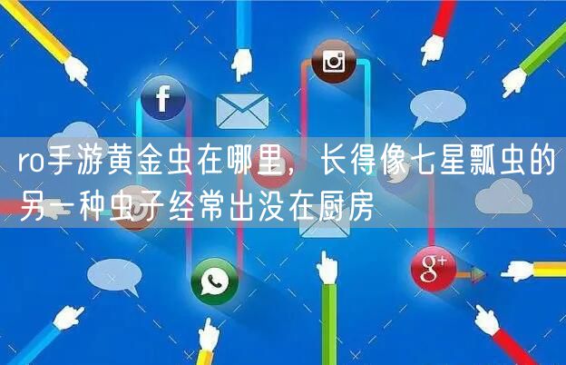 ro手游黄金虫在哪里，长得像七星瓢虫的另一种虫子经常出没在厨房