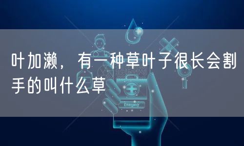 叶加濑，有一种草叶子很长会割手的叫什么草