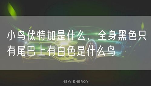 小鸟伏特加是什么，全身黑色只有尾巴上有白色是什么鸟