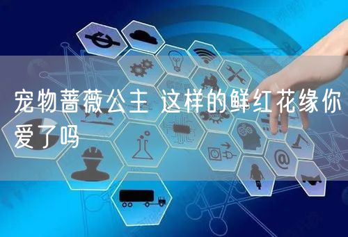 宠物蔷薇公主 这样的鲜红花缘你爱了吗