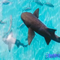 catpart是什么格式，catpart文件用什么打开