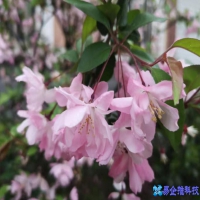 ps怎么把图片变清晰，ps把图片变清晰方法(简单5步教学)