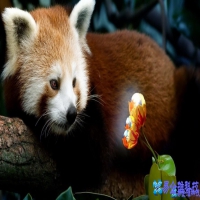 mozilla是什么软件，mozilla firefox软件的5大优点