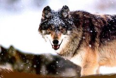 如何组建网络营销团队?网络推广团队配置是怎样的?