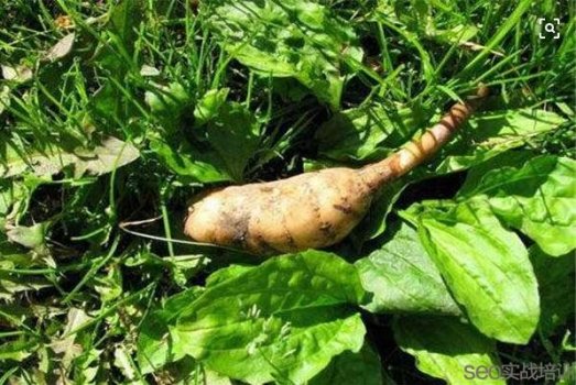 天麻的功效与作用吃法