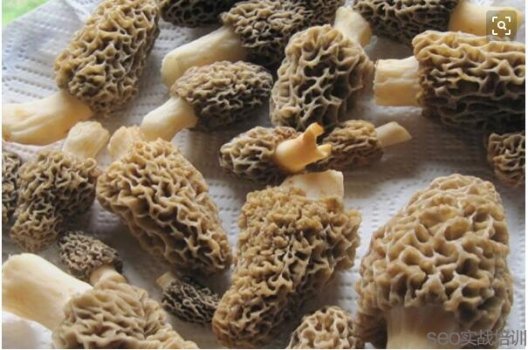羊肚菌的功效