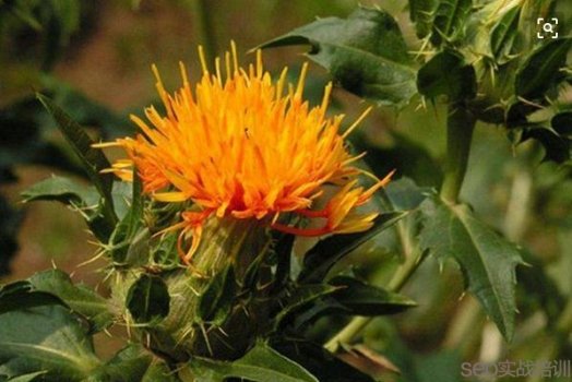 红花的功效与作用