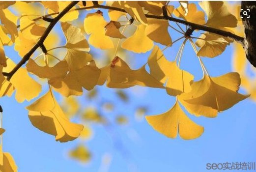 银杏叶片的功效与作用