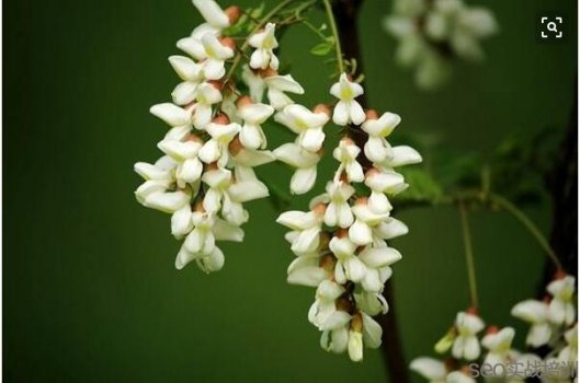 槐花的功效与作用