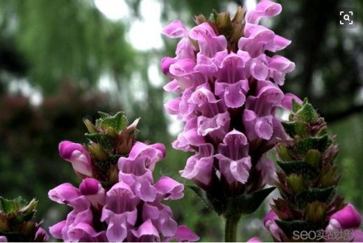 夏枯草的功效与作用