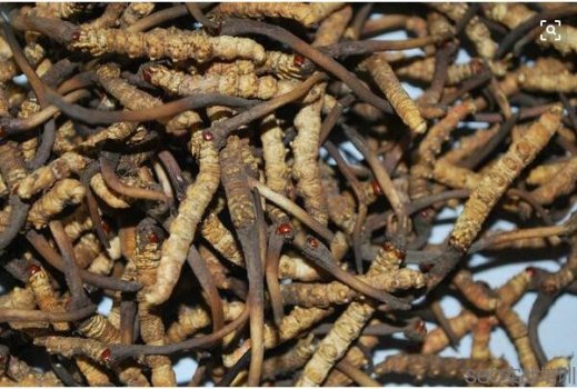 冬虫夏草有什么功效