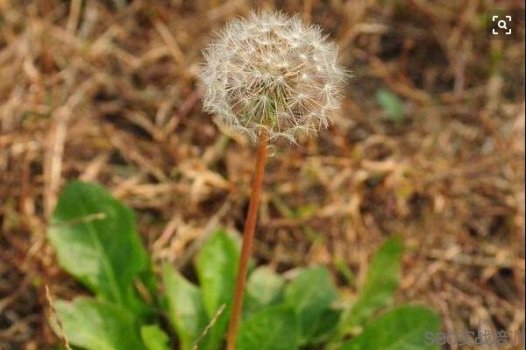 蒲公英的功效与作用