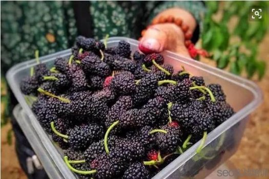 桑葚泡酒的功效与作用