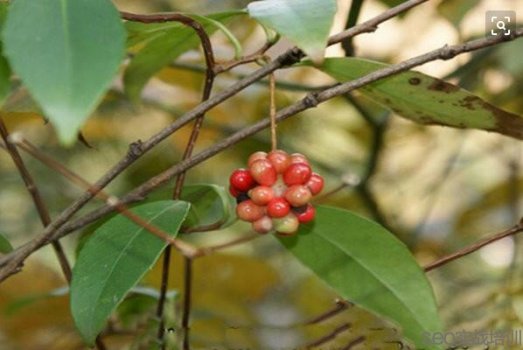 五味子的功效与作用