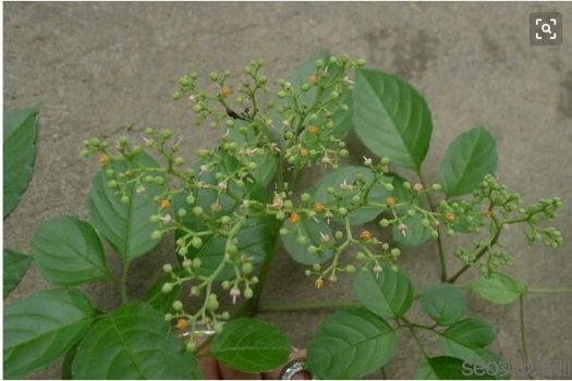 绞股蓝的功效与作用