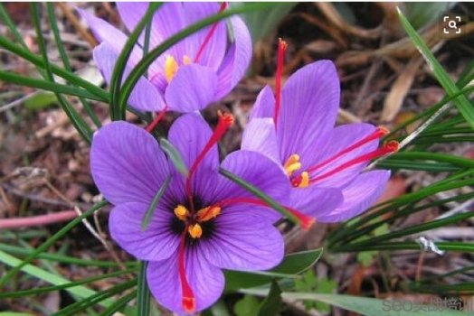 藏红花功效与作用