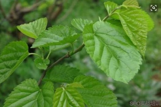 桑叶茶的功效与作用