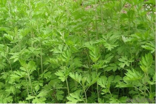 艾叶的功效与作用