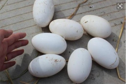 鹅蛋的功效与作用