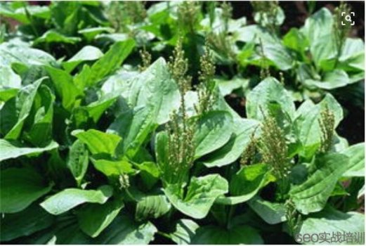 车前草的功效与作用