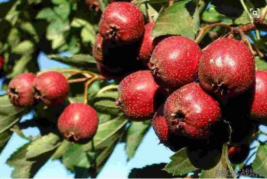 山楂的功效与作用