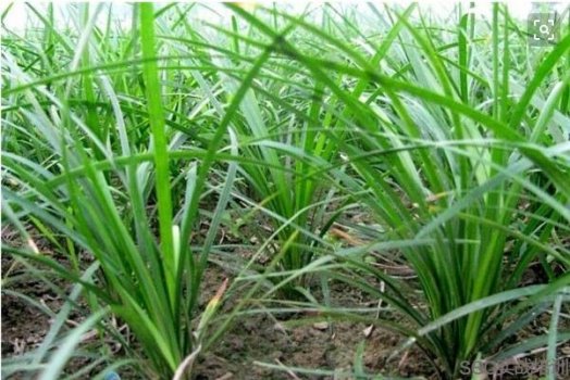 麦冬的功效与作用