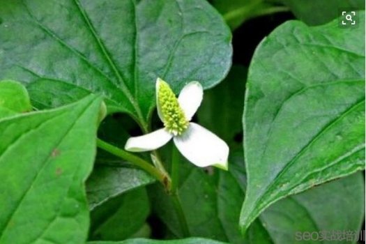 鱼腥草的功效与作用