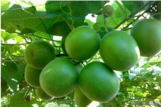 罗汉果的功效与作用