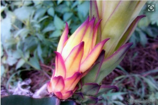 火龙果的功效与作用