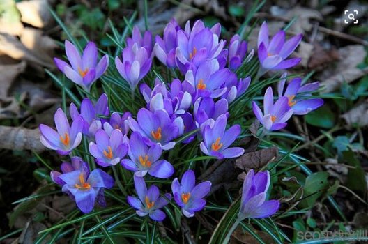 藏红花的功效与作用