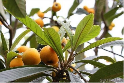 枇杷的功效与作用