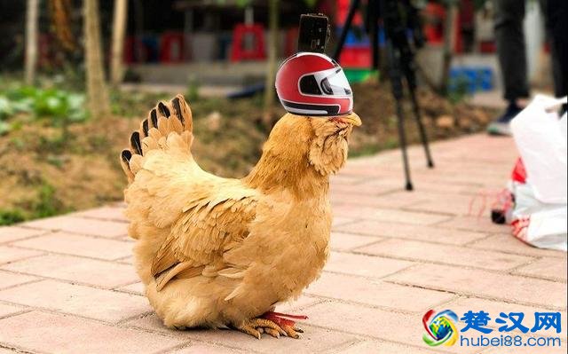论鸡头的稳定性，你以为人家只是一只鸡？简直就是天然的稳定器
