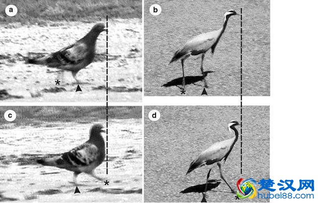 论鸡头的稳定性，你以为人家只是一只鸡？简直就是天然的稳定器