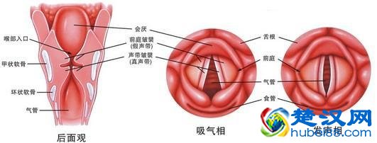 咽喉炎最佳治疗方法 这些小偏方治疗咽喉炎超管用