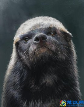  平头哥是谁？快来看看眼界，佩服到五体投地