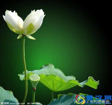  史上最全的12生肖婚配禁忌，看看谁才是最佳伴侣