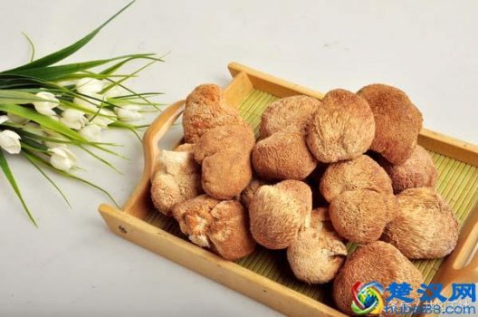  猴头菇真的能治疗胃病吗？猴头菇对胃病治疗效果如何