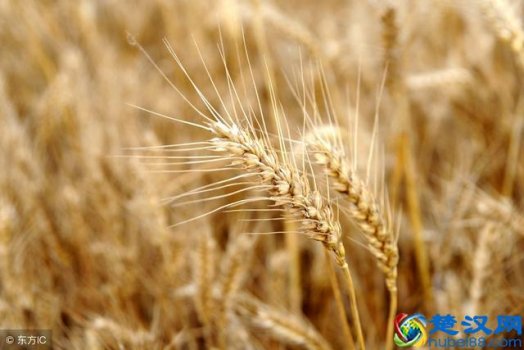  麦子什么时候成熟（麦子播种时间表）