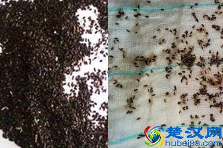  薰衣草种子种植以及养护方法