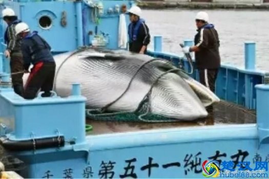  鲸鱼肉真的有那么好吃吗？鲸鱼的营养价值你知道吗
